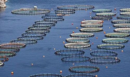 Nano bubbles are used in aquaculture to increase dissolved oxygen, reduce disease rates, and purify water quality